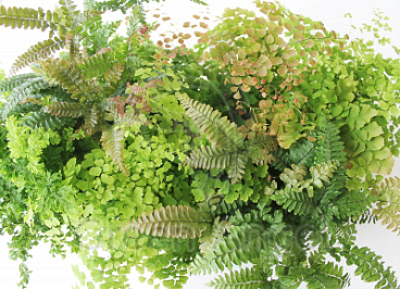 Папоротник