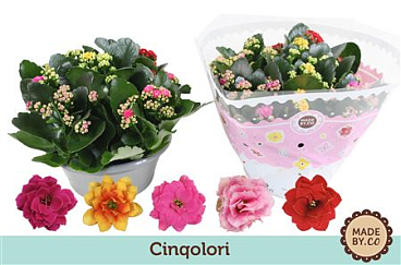 Kal Ros Tricolori In Bowl