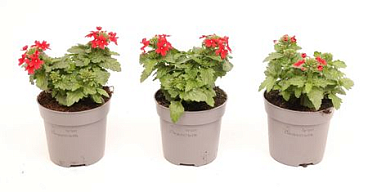 Verbena Drums Red