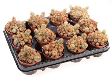 Mammillaria Elongata Nigrispina