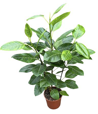 Ficus Ben Variegata