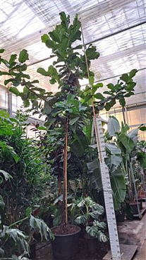 Ficus Lyrata Multistam