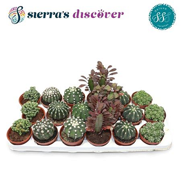 Cactus Mix (deluxe)