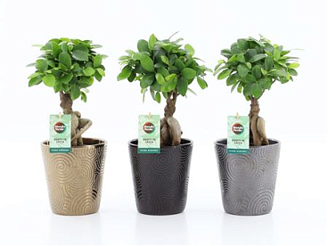 Ficus Ginseng In Infinity Cweramic
