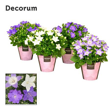 Campanula Iso Mix (decorum)