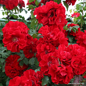 Роза парковая Ротер Корсар