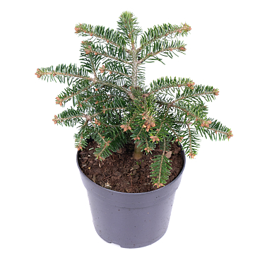 Пихта нордманская Барабитс Компакт