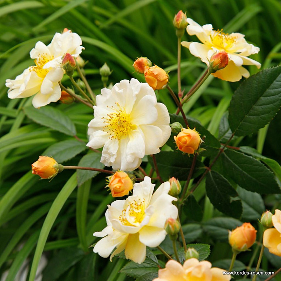 Роза плетистая Санни Силуэтта