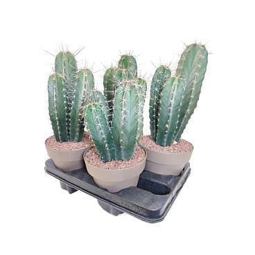 Lemaireocereus Stellatus