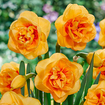 Нарцисс махровый Боаз