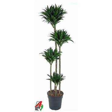 Drac Compacta 120-90-60-30