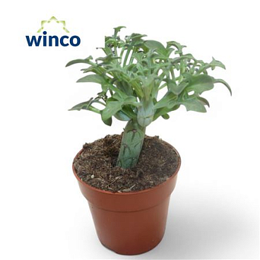 Senecio Articulatus