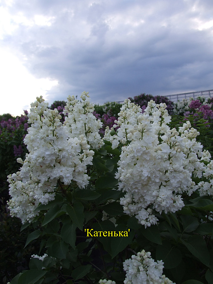 Сирень обыкновенная Катенька