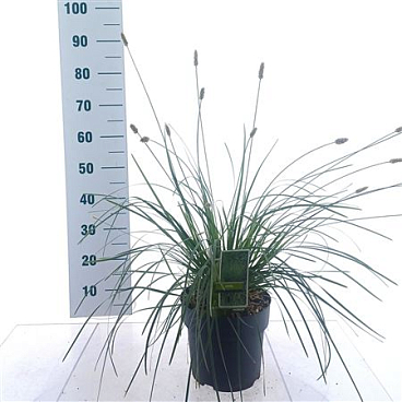 Sesleria Nitidia