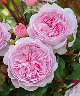 Роза парковая Оливия Роуз Остин