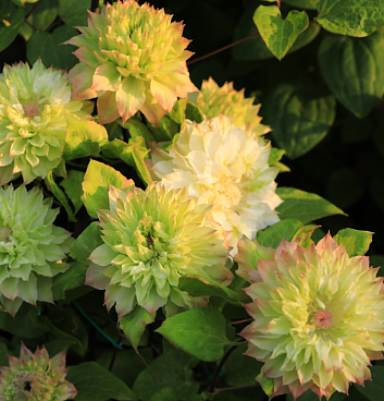 Клематис гибридный Мидори