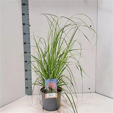 Cortaderia Selloana Rosea