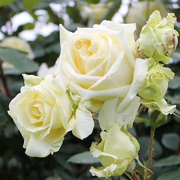 Роза плетистая Эльф