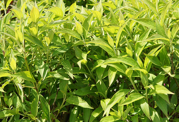 Дерен белый Ред Гном