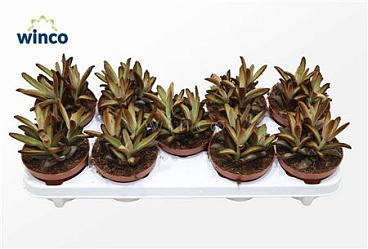 Kalanchoe Tomentosa Chocolate Soldier