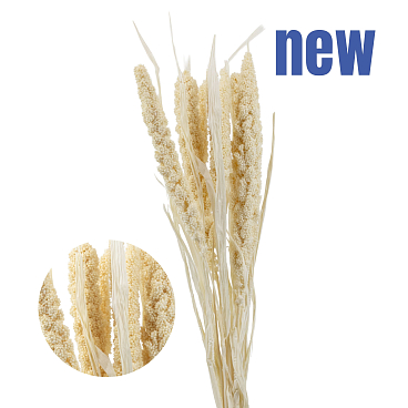 Груша обыкновенная Кафедральная