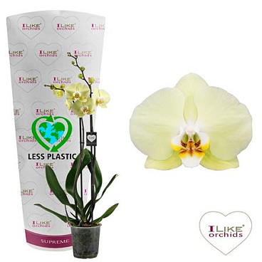 Phal 2st Golden Coin 16+ (levo)
