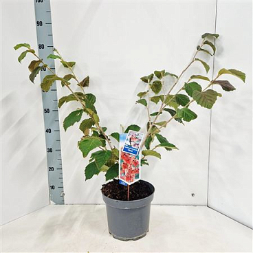 Hamamelis Int Diane