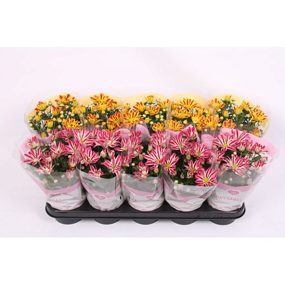 Хризантема Биколор микс