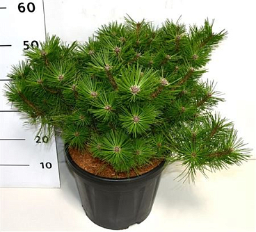 Pinus Dens Jane Kluis