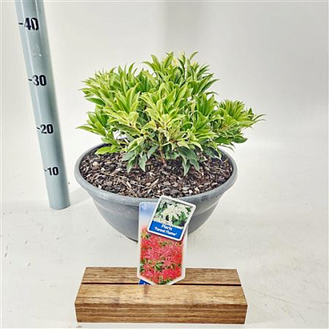 Pieris Forest Flame