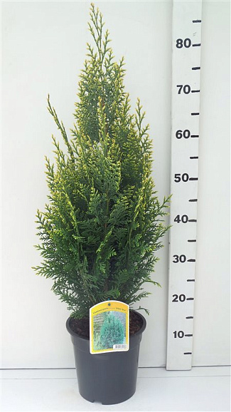 Кипарисовик лоусона Уайт Спот