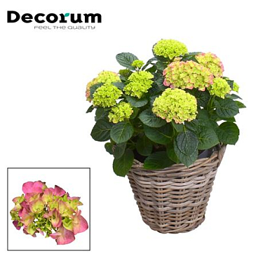 Hydrangea Pink 10+ Rattan Basket (decorum)