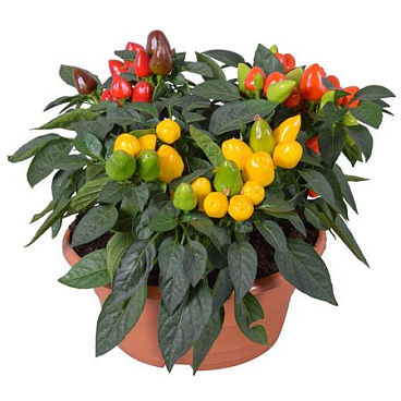 Capsicum An Samba Carnaval In Bowl