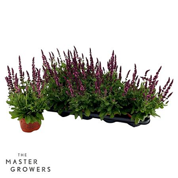 Salvia Sensation Rose