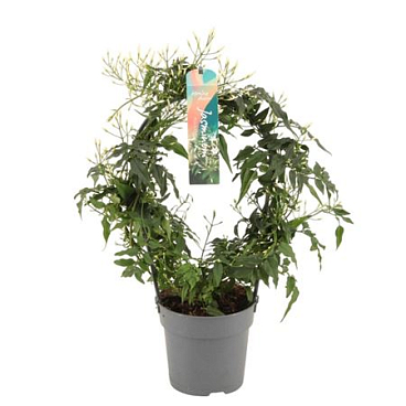 Jasminum Arch 150+