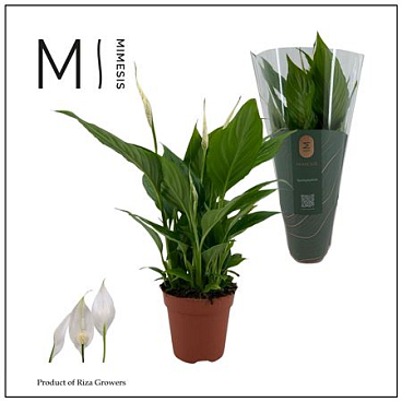 Spath Torelli 3+(mimesis)