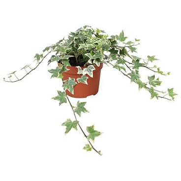 Hedera Eva