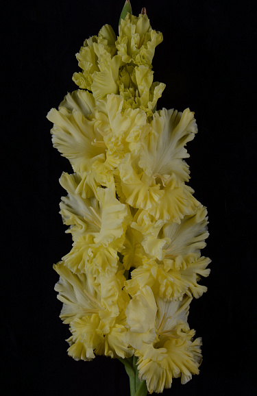 Гладиолус крупноцветковый Страна Лимония