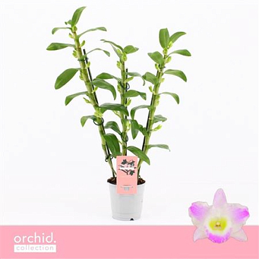 Dendr Nob 3st Pandora Orchid Collection