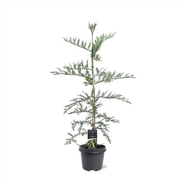 Sequoia Sempervirens