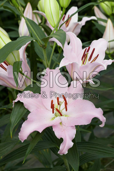 Лилия восточная Лидо