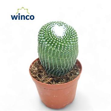 Notocactus Leninghausii Inermis