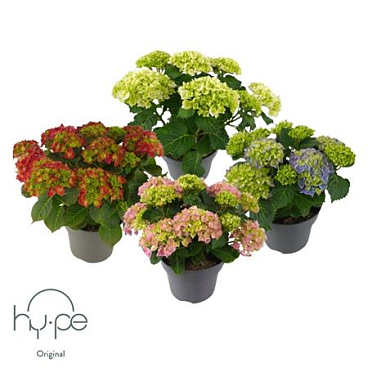 Hydrangea Ma Mix 6+ (hy-pe)