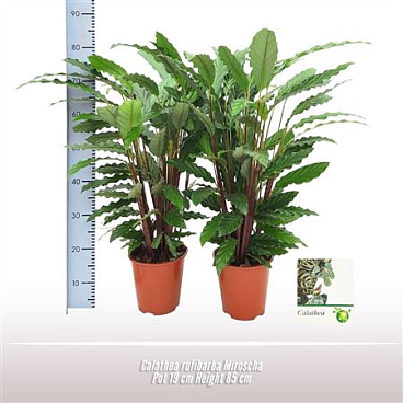 Calathea Rufibarba Miroscha
