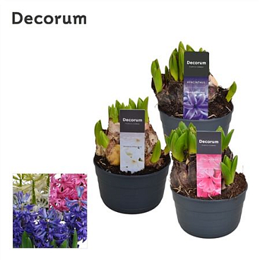 Hyacinthus Multiflora Mix (decorum)