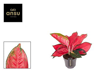 Aglaonema Sunray Green