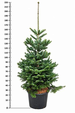 Abies Nordmanniana