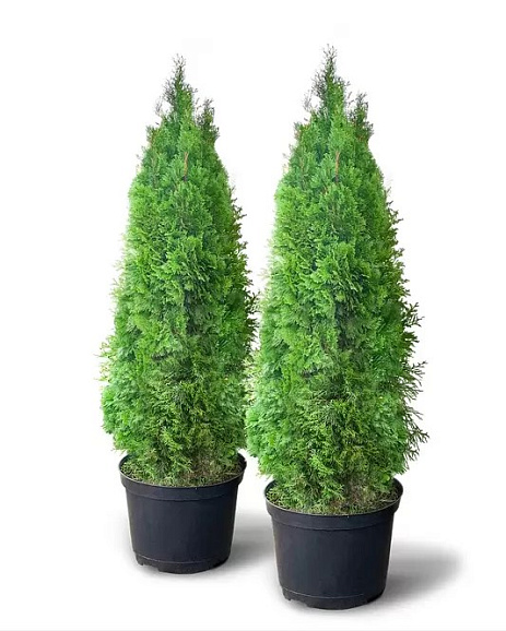 Туя западная Харрикейн