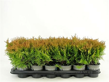 Thuja Occ Mirjam