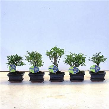 Bonsai Mix, Indoor, With Drip
